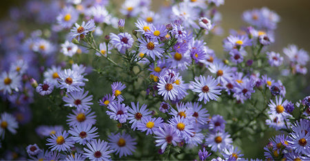 Blue Chamomile Extract